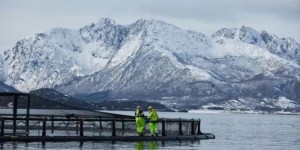 挪威三文鱼值得买吗？原产地优势与渠道变革推动销量增长